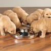 ProSelect 14.5-Inch Stainless Steel Puppy Dish - 3 of 3