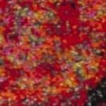 orange/multi