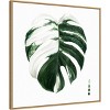 30" x 30" Variegated Monstera II by Grace Popp Framed Canvas Wall Art Print - Amanti Art - 2 of 4