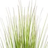 Green Lemongrass Potted - 2 of 3