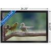 Trends International The Comedy Wildlife Photography Awards: Jacek Stankiewicz - Dispute Framed Wall Poster Prints - 3 of 4