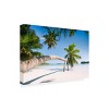 Trademark Fine Art - Stefan Hefele  Tropical Palm Matted Framed Art - 2 of 4