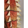 HalloweenCostumes.com Ankylosaurus Adult Dinosaur Costume | Prehistoric Dinosaur  Costume - 2 of 4
