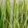 Grass EVA Shower Curtain - Green: Splash Home, Vinyl & Plastic, Geometric Pattern, Machine Washable - 4 of 4