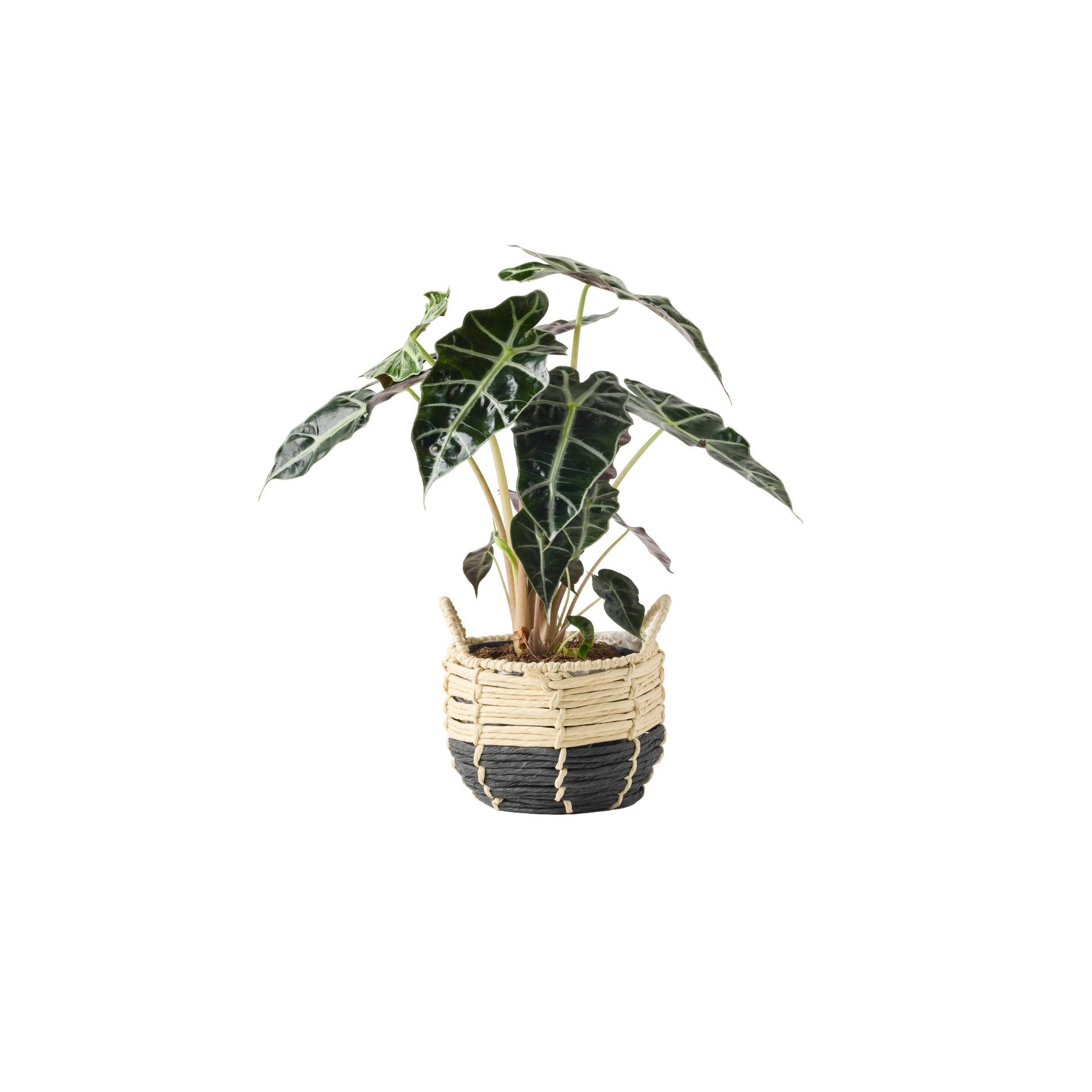 LiveTrends 6" Alocasia Polly in Onyx Split Natural/Black