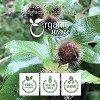 Organic Way Burdock Root Cut & Sifted 4 Oz - 3 of 3