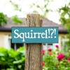 Slickblue Squirrel!? Text Sign, 3.5x10 Rustic Pine Wood Plaque, Hanging or Shelf Decor Sign, Multiple Colors - 2 of 3