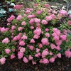 Spiraea Poprocks Petite 4" Potted Rocketliners - Van Zyverden - 2 of 4