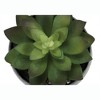 Vynxaria Set of 3 Faux Succulent Plants ¨C 6" Tall Indoor Greenery in Grey Cement Pots - 3 of 4