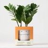Halloween Ziggy White Live Houseplant - Good Little Garden™ - 3 of 4