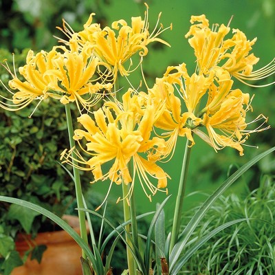 Lycoris Aurea Set of 6 Bulbs - Yellow - Van Zyverden