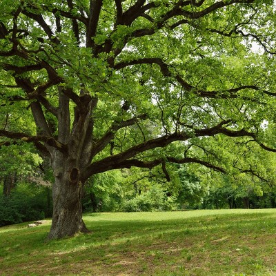 2.25gal Live Oak Tree - National Plant Network: Full Sun Hardy, 80" Mature Height, 2" Depth Nursery Pot
