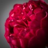 Sullivans 28" Artificial Dark Pink Peony Spray - 2 of 2