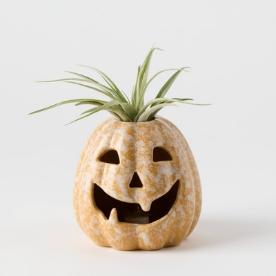 Pumpkin Spirits Cream - Good Little Garden™