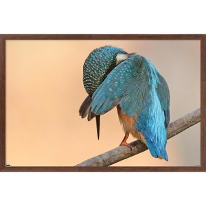 Trends International The Comedy Wildlife Photography Awards: Antonio Medina - Ashamed Framed Wall Poster Prints - 1 of 4