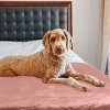 PETMAKER 60x80in Water-Resistant Dog Blanket - 2 of 4