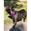 Country Brook Petz Premium Nylon Dog Collar and Leash Set for Small Medium Large Dogs - Vibrant 30+ Color Selection - 3 of 4