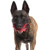 BARK Afraid of the Bark Halloween Brawning Bat Interactive Dog Toy - 4 of 4