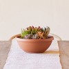 Bloem Terra 12" Diameter Resin Planter Bowl with Optional Knockout Drainage for Indoor and Outdoor Gardening - 2 of 4