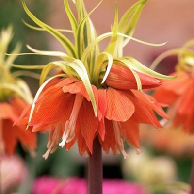 3ct Fritillaria Aureo Marginata Bulbs - Van Zyverden