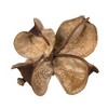 Vickerman Natural Botanicals 0.8" Cotton Flower, Natural. Includes 1 kilogram of product per unit - 2 of 4