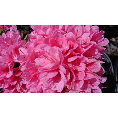 2.25gal Coral Bell Azalea Plant with Pink Blooms - National Plant Network