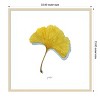 Amanti Art Golden Ginkgo Study II by Grace Popp Wood Framed Wall Art Print - 4 of 4