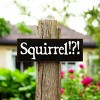 Slickblue Squirrel!? Text Sign, 3.5x10 Rustic Pine Wood Plaque, Hanging or Shelf Decor Sign, Multiple Colors - 2 of 3