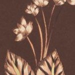 coffee bean floral