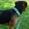 Country Brook Petz HossFit Jr Wide Martingale Dog Collar - Critter Corner Collection - 3 of 4