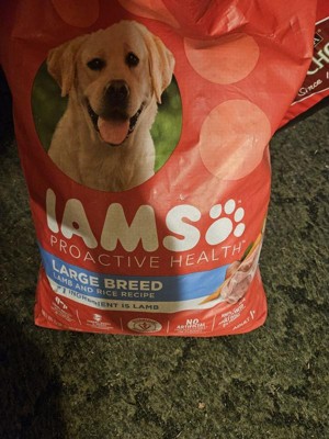 Iams labrador retriever shop dog food