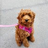 Voyager Step-In Air Dog Harness for Small and Medium Dogs - 4 of 4