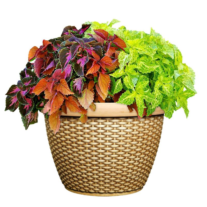 14&#34; Wide 2pc Planter Jake Basket Straw - Classic Home and Garden, 4 of 6
