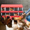 Chicken Nesting Boxes, Metal Egg Laying Box with Lid Cover to Protect Eggs, Rollout Egg Collection, Pull Out Design Easy Cleanable - 3 of 4