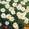 Burpee Shasta Daisy Silver Princess Flower Seeds - 3 of 3