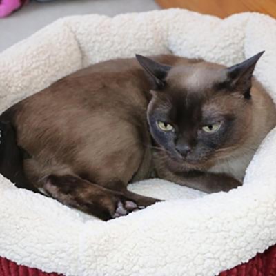 Small Cream and Red Orthopedic Lambs Wool Pet Bed