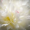 34"H Sullivans Soft Cream White Peony, Cream - 2 of 2