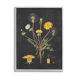 Stupell Industries Botanical Drawing Dandelion On Black Design Framed Giclee Art - 1 of 4