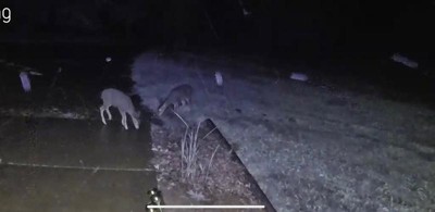 Outdoor ring cam detects motion for rabbits but not humans rifling through  my car : r/Ring