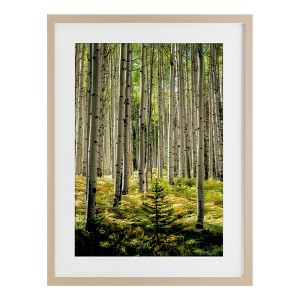 Stupell Industries Small And Tall Birch Forest Framed Print Under Glass - 1 of 4