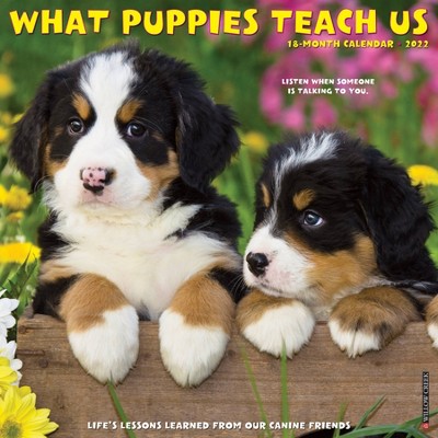 2022 Wall Calendar What Puppies Teach Us - Willow Creek Press