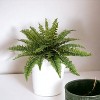 Floral Home 28" Boston Fern with 27 Fronds - 1-Piece - 2 of 4