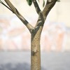 DR.Planzen 5-8FT Lush Artificial Olive Tree - UV Resistant Fake Plant with Black Fruits in 7x8" Black Pot for Indoor/Outdoor House & Floor Decor - 3 of 4