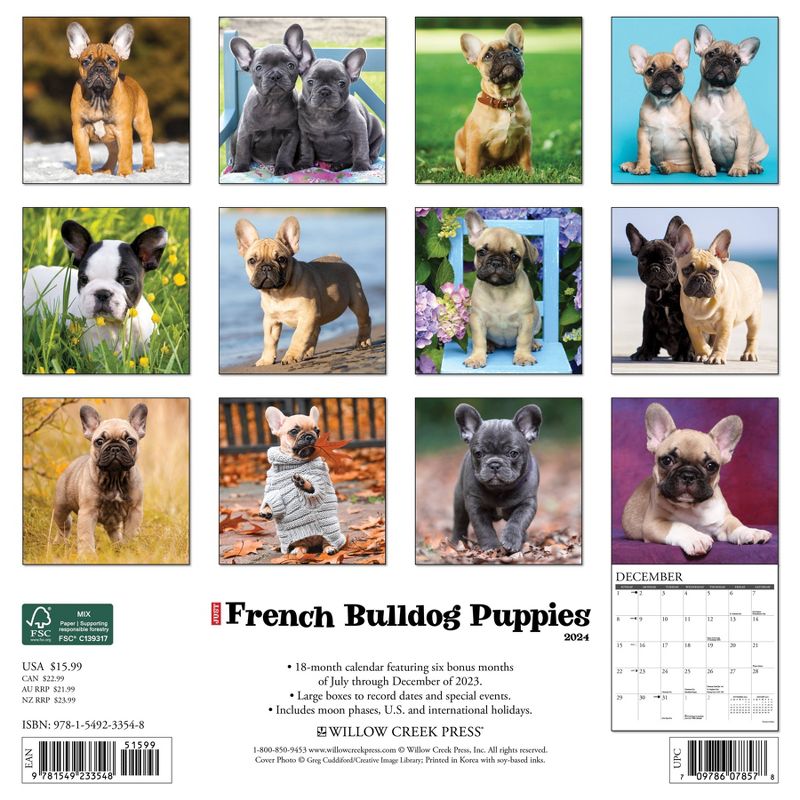 Willow Creek Press 2024 Wall Calendar 12&#34;x12&#34; Just French Bulldog Puppies, 2 of 4