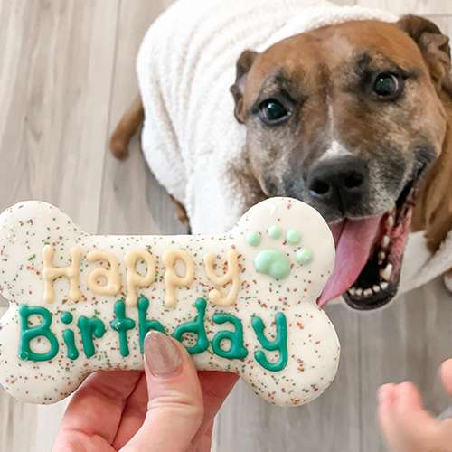 user image by @jennarieder5, Molly's Barkery Birthday Dry Cookie with Apple and Cinnamon Flavor Dog Treats - 3.35oz
