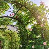 Metal Garden Arch with two plant stands 79.5'' Wide x 86.6'' High Climbing Plants Support Rose Arch Outdoor Black - 4 of 4