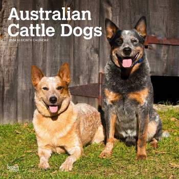 Browntrout 2024 Wall Calendar 12"x12" Australian Cattle Dogs