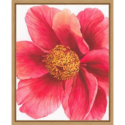 Grace Popp Tree Peony II Red Floral Canvas Art with Maple Frame