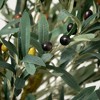 Sullivans Artificial Olive Tree 41"H; Green - 2 of 4