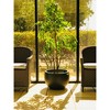 13" Kante Lightweight Outdoor Concrete Bowl Planter: Durable & UV Resistant - Rosemead Home & Garden, Inc. - 3 of 4